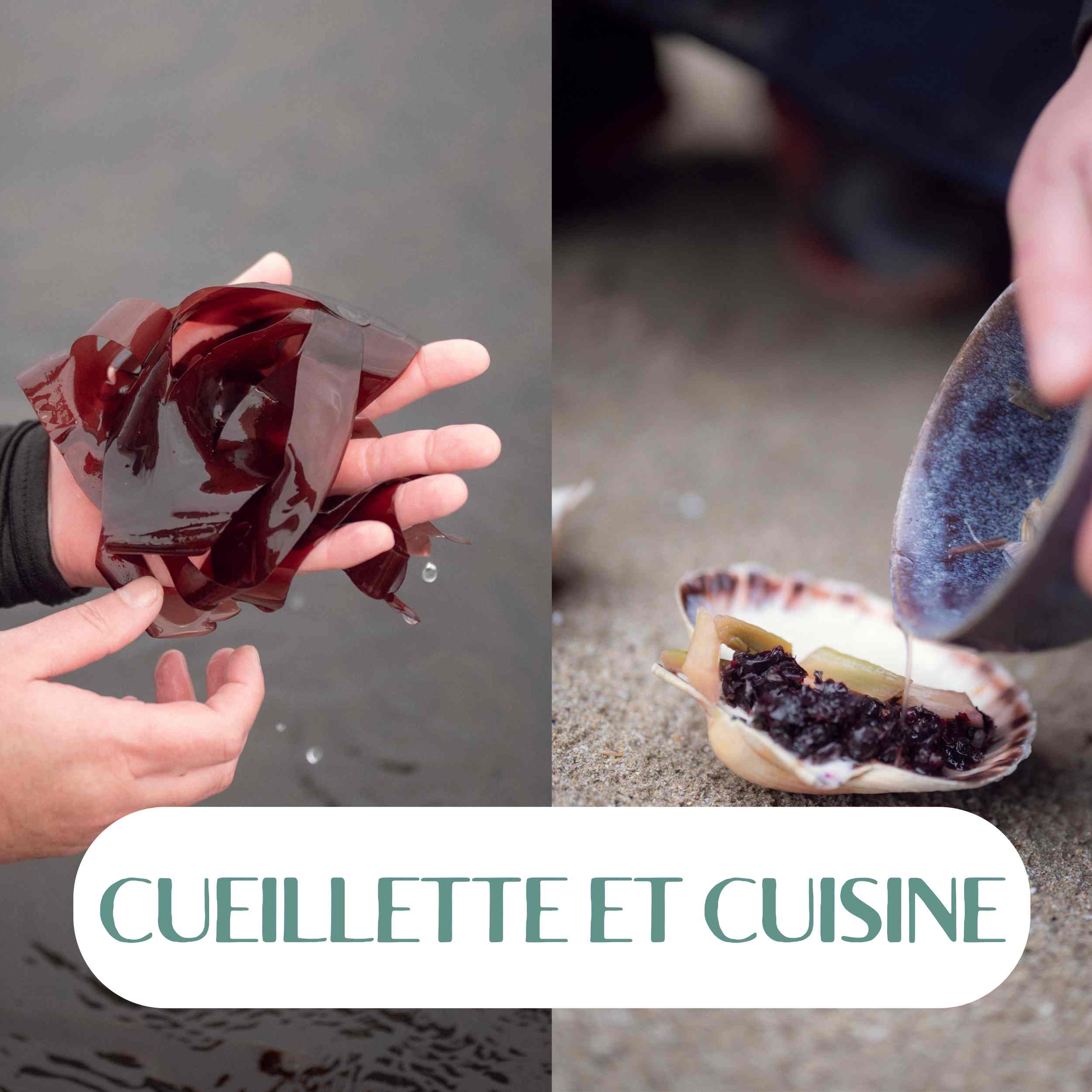 CUEILLETTE ET CUISINE